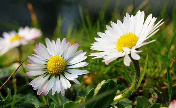 Kleine Dinger 4 -- Gänseblümchen
