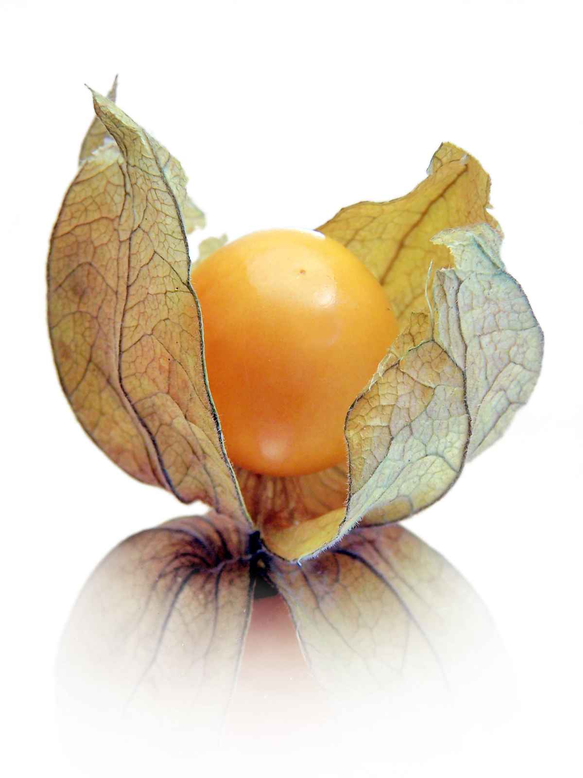 Physalis_2