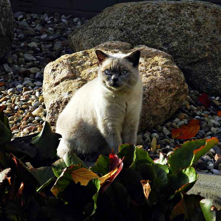 Die Katze, die den Winter sucht