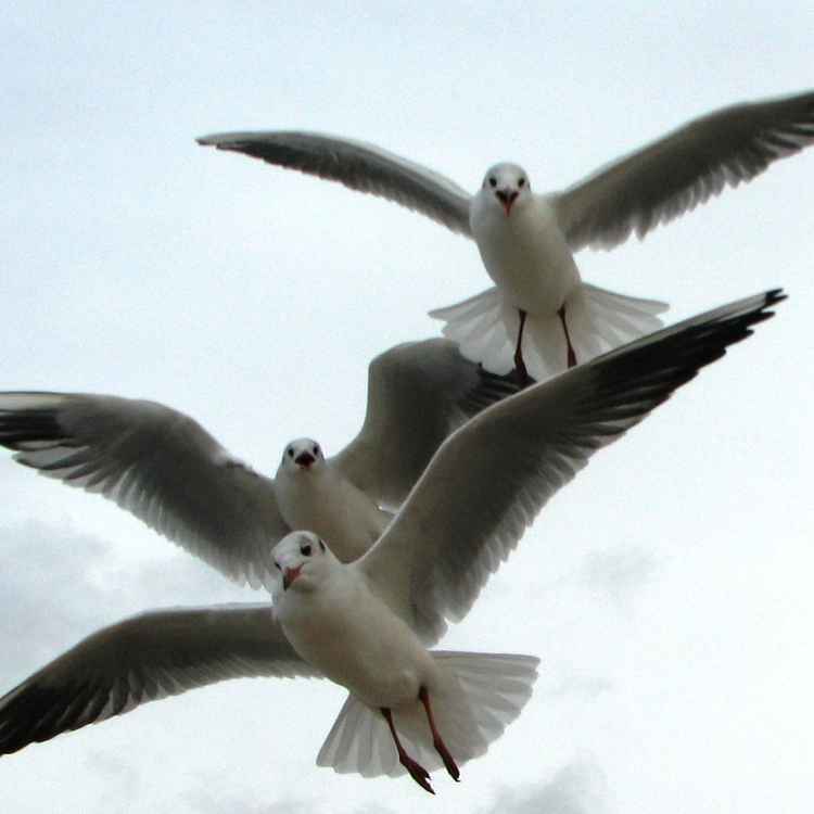 Möwen
