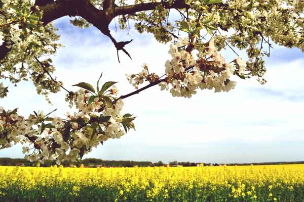 Baumblüte