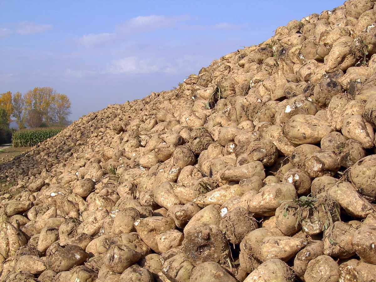 und noch mehr Rüben!