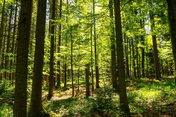 Laubwald im Gegenlicht