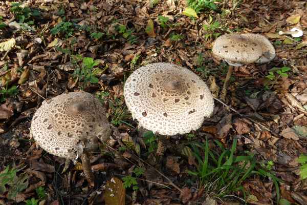 Parasol: Totz miesem Pilzjahr