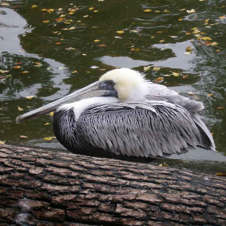 Pelikan