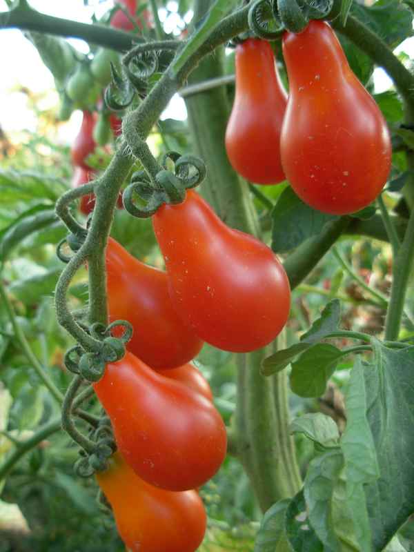 Tomaten
