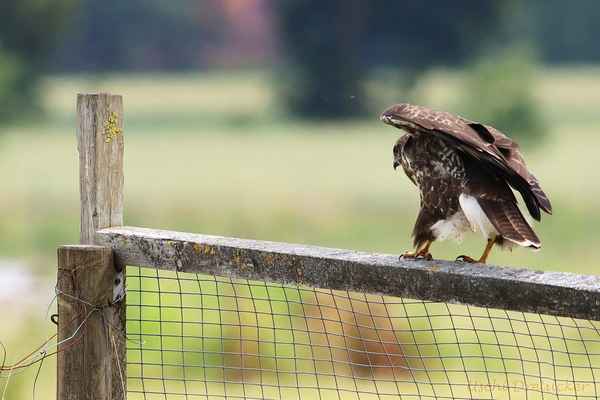 bussard in balance