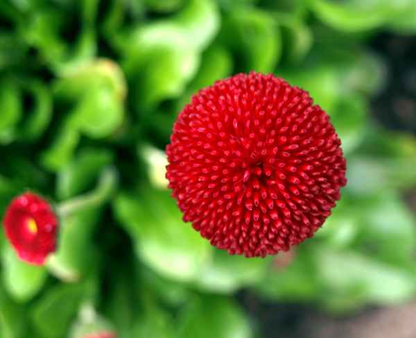 rote Perlblume von oben