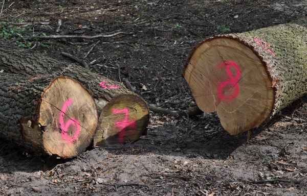 Zählen lernen nach Holzfällerart