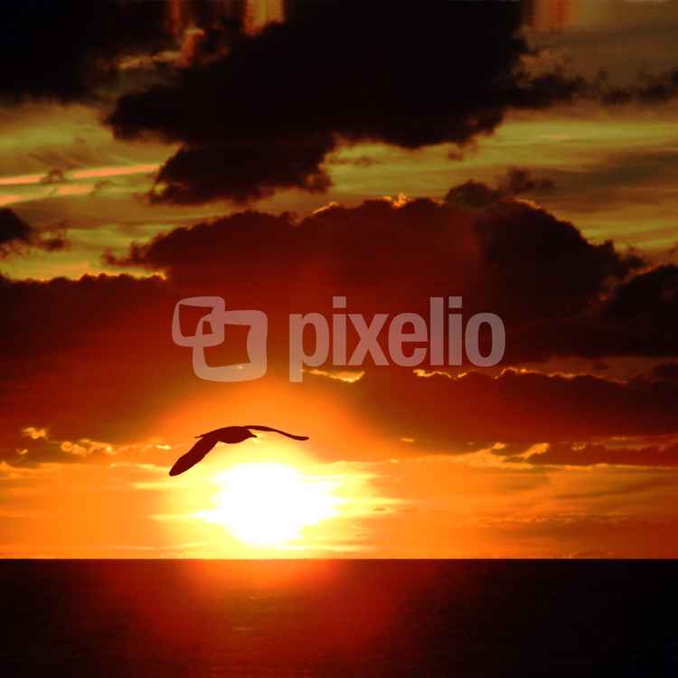 Sonnenvogel