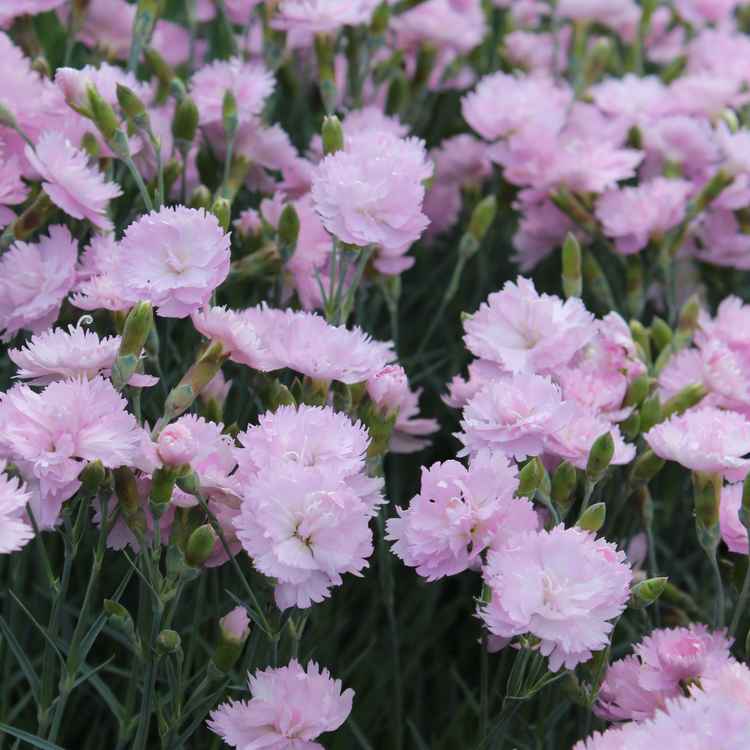 Nelken rosa