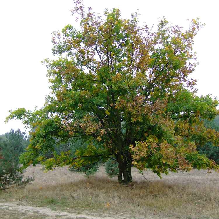 Herbstbaum