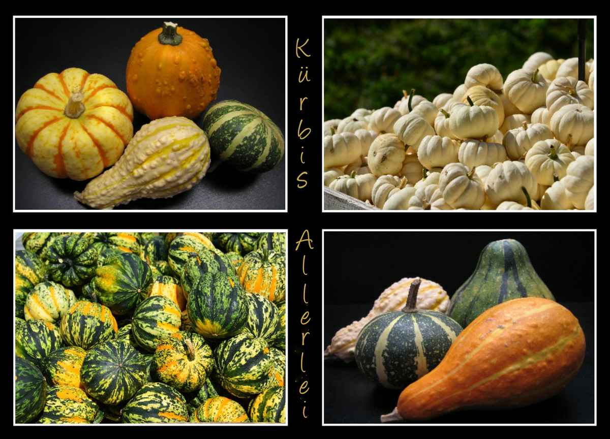 Kürbis Allerlei