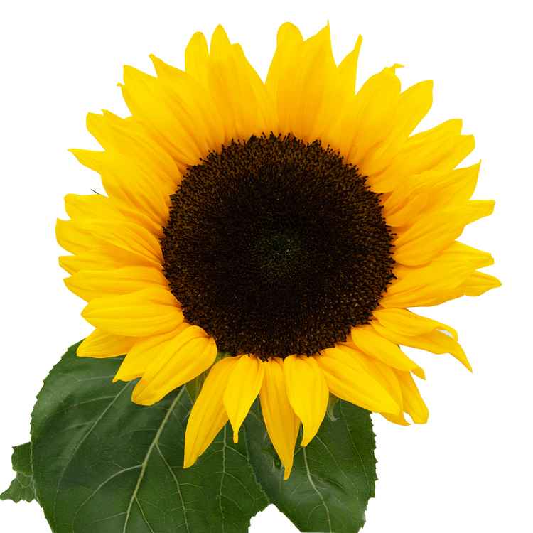 Gewöhnliche Sonnenblume