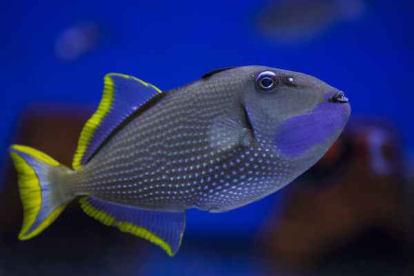 Blaukehl-Drückerfisch