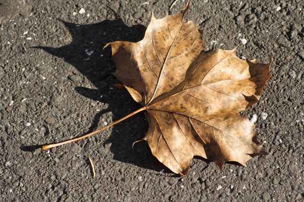 Herbstblatt 3