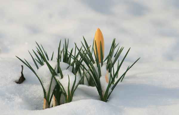 krokusse im schnee.......31.1.2012