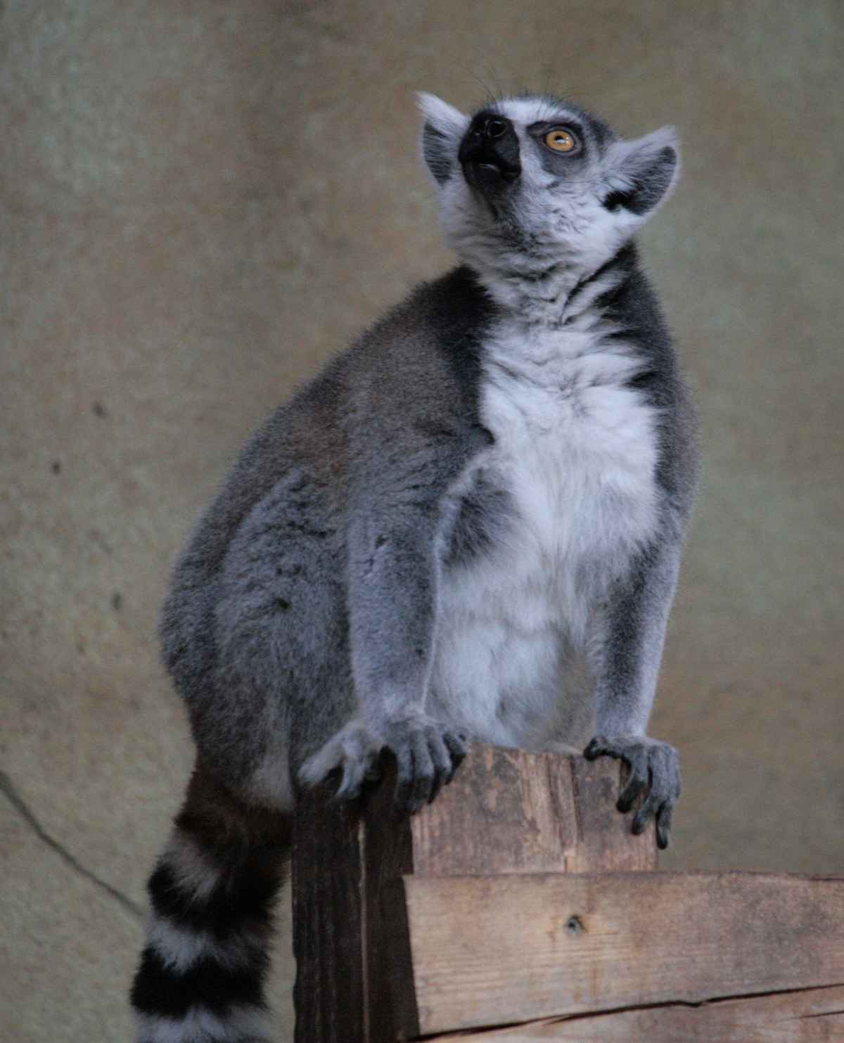 King Julian