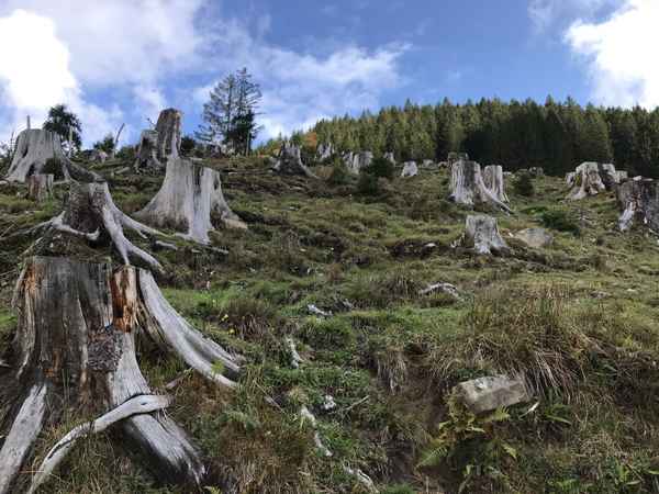 Baumstümpfe in den Alpen / Foto: Alexander Hauk