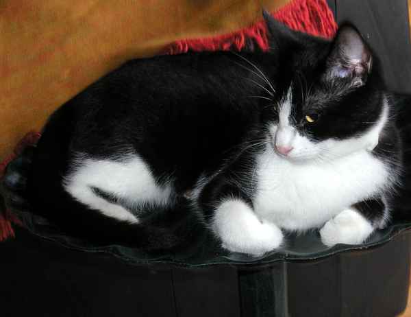 Filou
