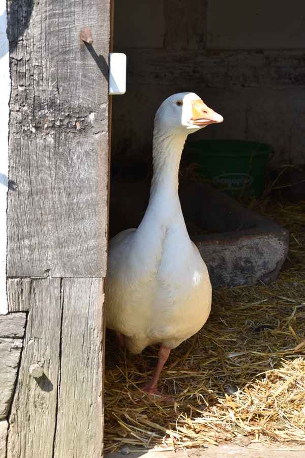 neugiere Gans