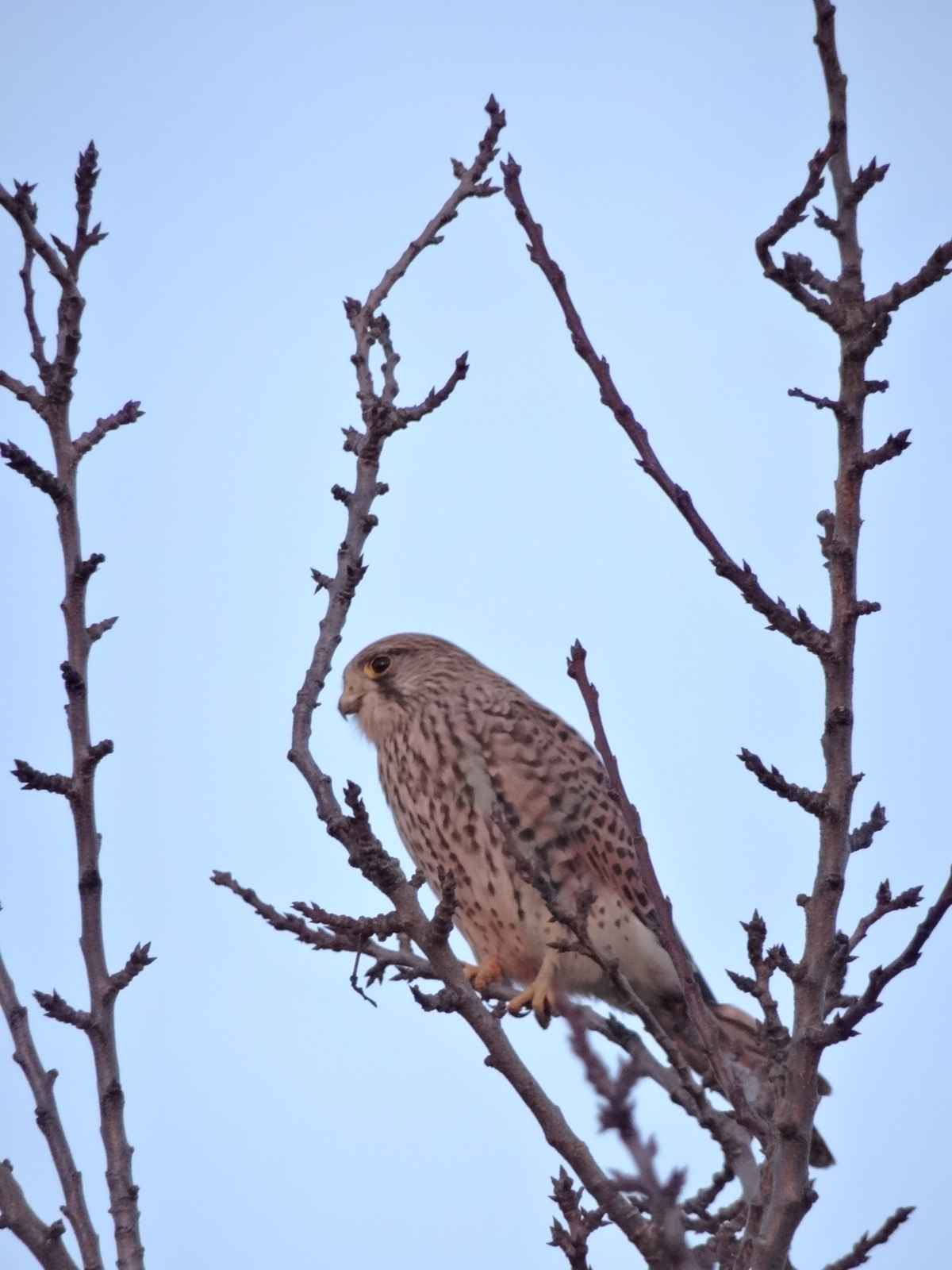Turmfalke hält Ausschau