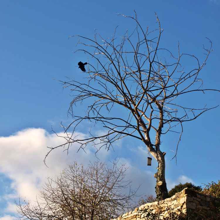 Ein Vogelbaum