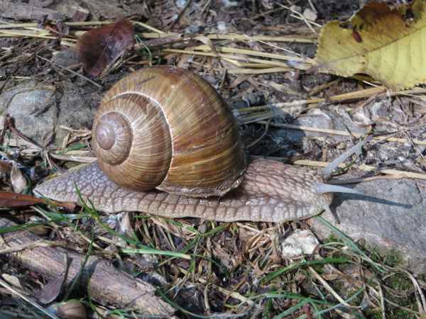 Weinbergschnecke