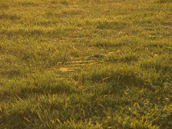 Wiese in der Abendsonne