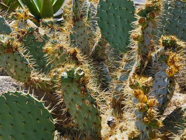 Freilandkakteen am Mittelmeer