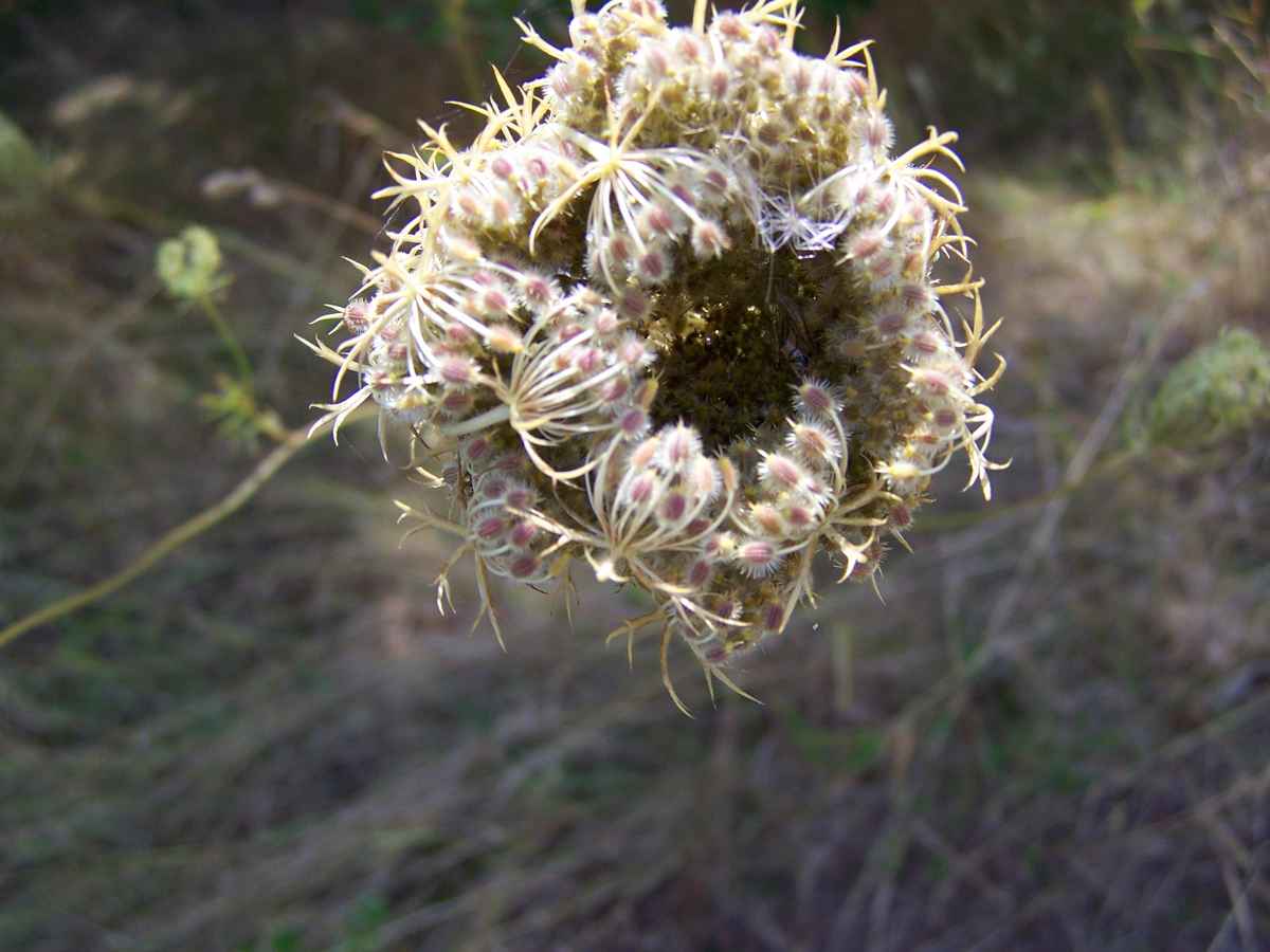 Unbekannte Pflanze - wer kennt sie? 5