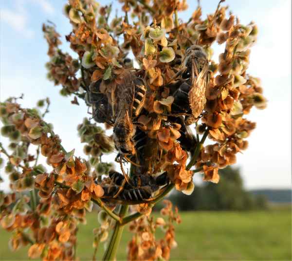 Wildbienenschlafplatz