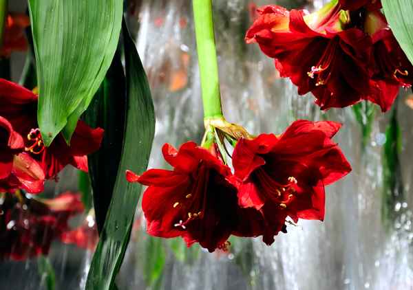Rote Blüten 3 vor Wasserfall