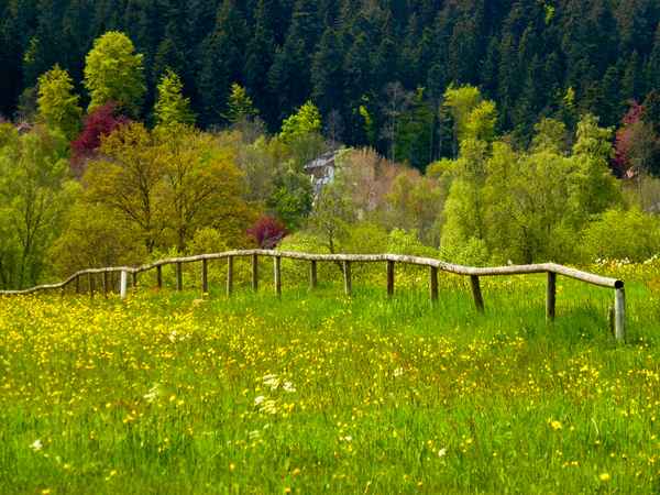 Bäume und Wiesen in Frühlingsfarben