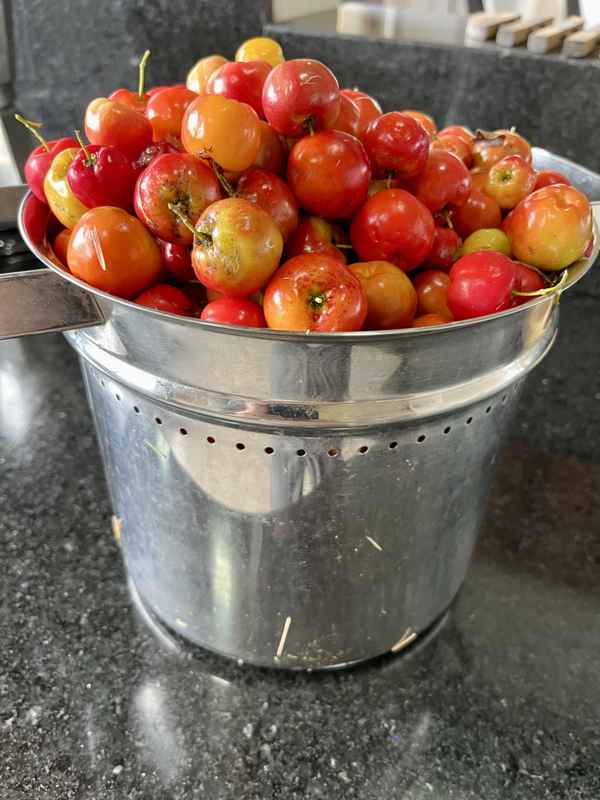 Acerola