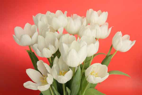 Frühlingsblumen