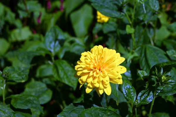 Gelb die Farbe des Sommer