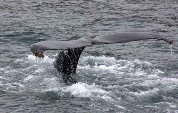 Whale watching