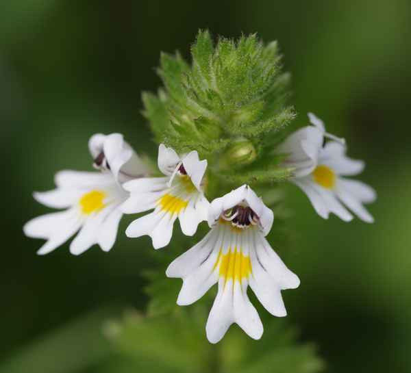 Augentrost - Euphrasia officinalis