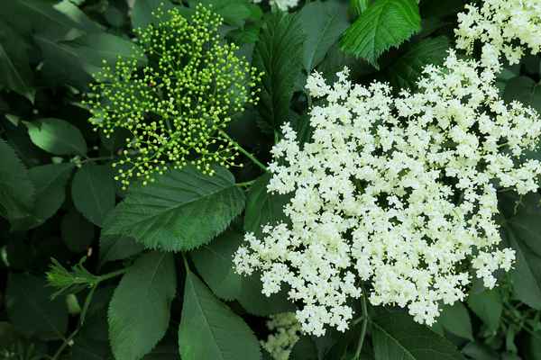 Detail Holunderblüten