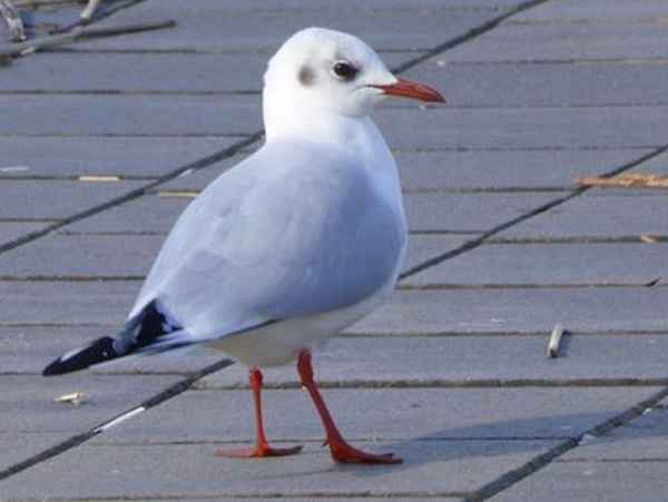 Kleine Möve schaut nach Helgoland!