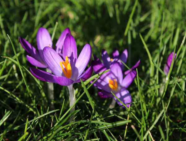 HALLO FRÜHLING II
