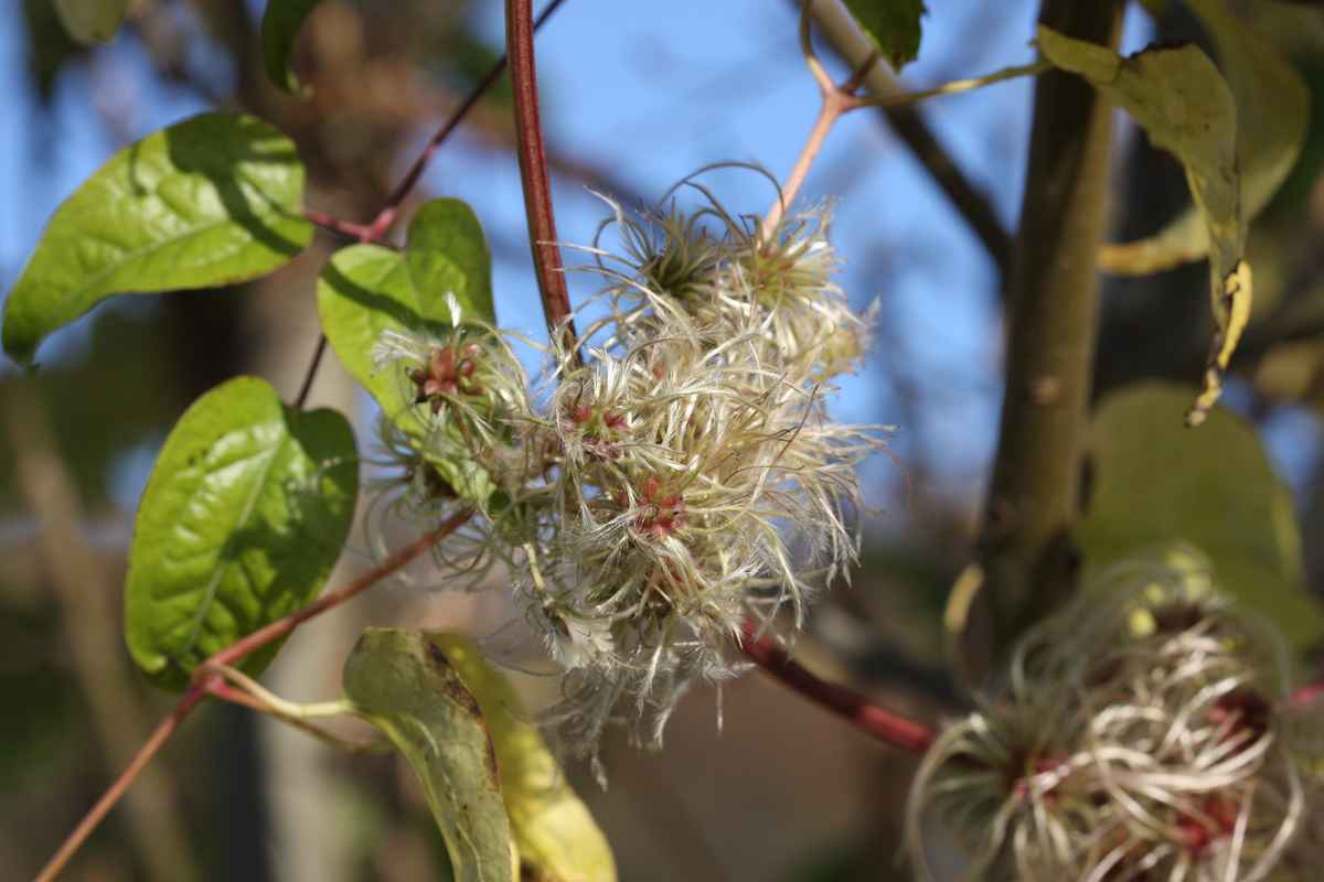 Clematis Fruchtstand noch mit Laub