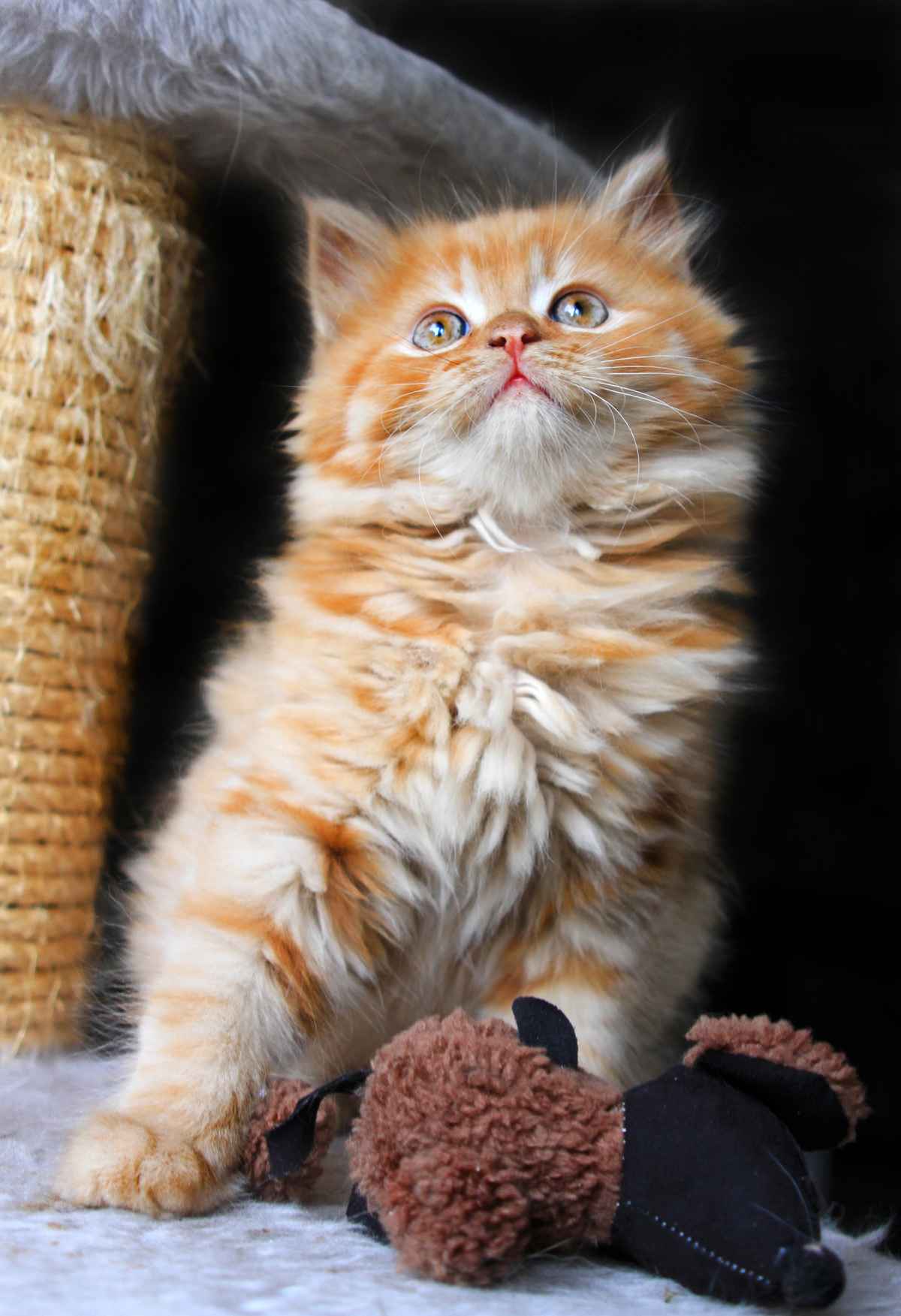 Mietzekatze