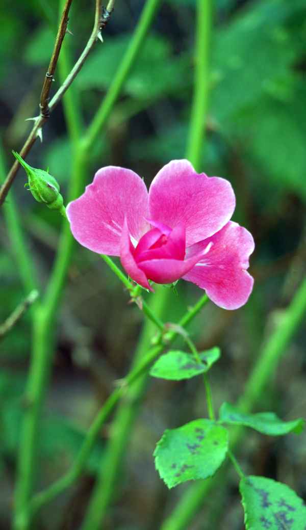 rosa Rose