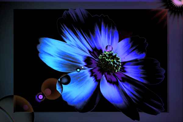 wallpaper blaue blume