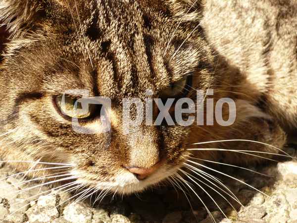 Unser Tiger ...