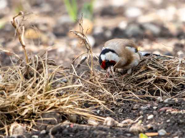 Ich bau ihr ein Nest_1