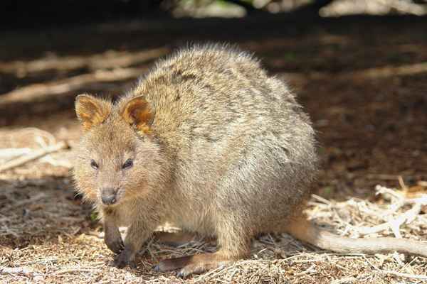 Das Quokka