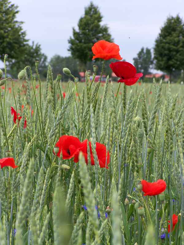 Mitten im Kornfeld 9